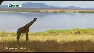 TOURISM IN TANZANIA  -TARANGIRE NATIONAL PARK - TANZANIA SAFARI CHANNEL