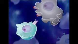 The Immune Response HD Animation