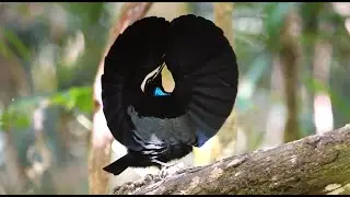 Paradise Riflebird's Dance: A Courtship Performance