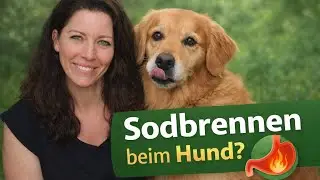 Sodbrennen beim Hund – wenn dein Hund ständig schmatzt & Gras frisst