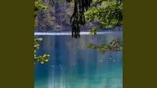 Return to Wild