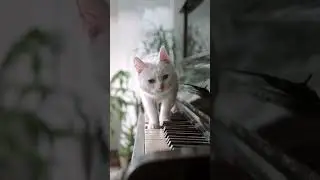 The Farting Cat Fart