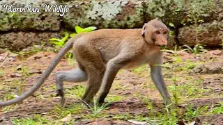 Journey the life of handsome sweet boy Jody monkey and responsibilities sonhood