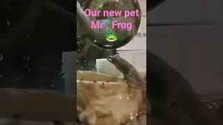 our red eyes tree frog check other full videos?