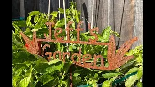Warm season vegetable garden assessment in November