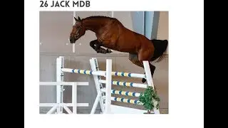 Jack MDB @ Swedish Select Horse Sales / Kim Krog