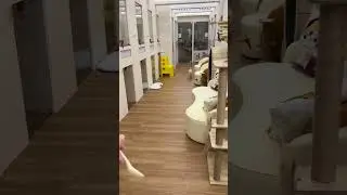 Golden Toto Runs for Probiotics 😹💨 | Tiny Paw