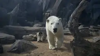 Polar Bear Brothers Wrestling at the St Louis Zoo(Apologies for the noisy crowd) 