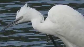 Garzetta, Cormorani e Nutria nell'oasi Bruschera.