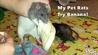 I had to separate my rats + the rats try banana!