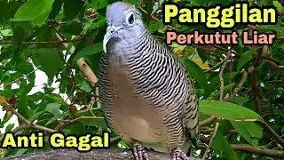PANCINGAN PERKUTUT LOKAL LIAR 100% AMPUH ANTI GAGAL SEKALI PUTAR LAWAN KONTAN LANGSUNG NYAUT