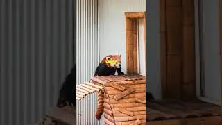 Red Panda Wonders  Unbelievable Facts! #shortsfeed #shortsvideo #wildlife #facts #animals #nature