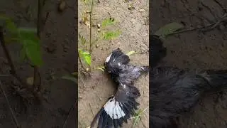 ￼ Amazing crow sound#video
