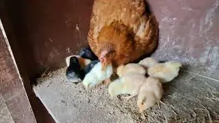Newly Hatched chicks in my coop #rurallife #coop #chicken #farming #lifeinnepal #freerangechickens