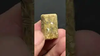 Natural Petrified Palm Root Cabochon 21x13.5x6mm High Quality