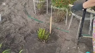 Посадка Клематиса Манчжурского 