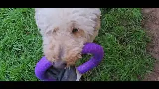 Lou and the Puller Outdoor Dog Ring Toy