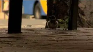 Wild Dunedin - Ep1 - part4