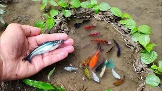 Catch beautiful aquarium fish in small pond baby turtles, eel, koi, pencil fish, nemo fish, tadpole