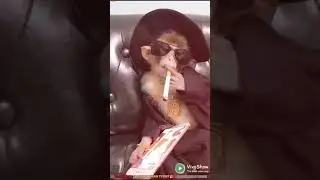 tabdeli aaye hai||rook sako to rook loo||new funny vedio||#tabdeeli||#tabdeli||funny memmes||#monkey