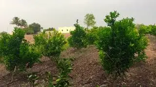 Mosambi organic plot