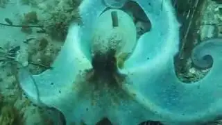 Snorkel en Moraira - Pulpo en posici&oacute;n intimidatoria