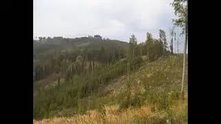 kůrovec