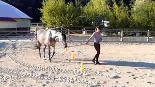 Equi-therapy & Equi-coaching : therapy & coaching assisted with horses