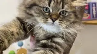 Может Лексус это просто Леха? 