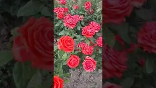 КАК НАЗЫВАЕТСЯ ЭТОТ СОРТ РОЗЫ?🌹👉#shorts #rose #love#funny #ai #rek#розы #мир роз и цветов#атиргуллар
