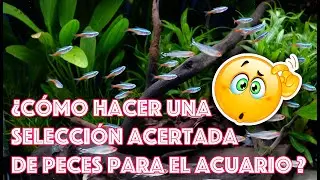 ¿Cómo hacer una selección acertada de peces para el acuario? Química y Compatibilidad de especies