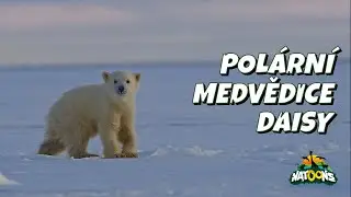 06. Polární medvědice Daisy – NATOONS Zvídavá mláďata