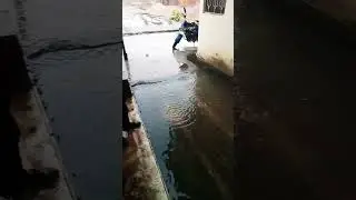 dovli