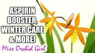Orchid Q&A#38 - Aspirin for Orchids, yellow leaf edges, Vanda winter care & more!