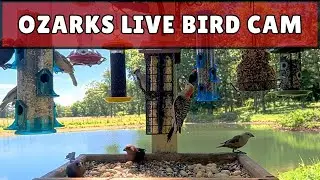 🐦LIVE Bird Feeder Cam Ozarks Missouri: Sunrise to Sunset