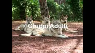 VTS 01 1 Show reel Allevamento Amatoriale Lupimax