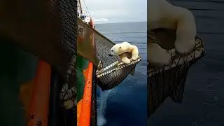 POLAR BEAR RESCUE! 🧊 Incredible moment saved from the sea  #PolarBearRescue