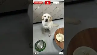pet dog #🐕❤😍 meal plan#short#