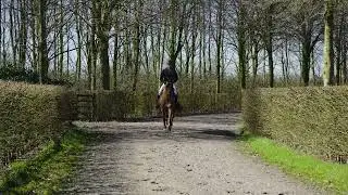 Tiger van 't Ruytershof