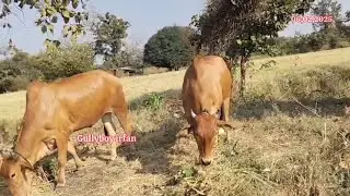 76207 86532  ఎడ్లు అమ్మబడును మహారాష్ట్ర bulls for sale maharastra बैल महाराष्ट्र विक्री आहे