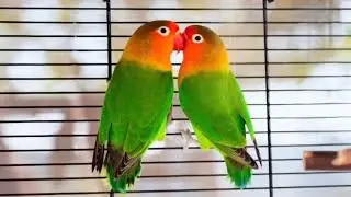 The Quiet Bird Crisis