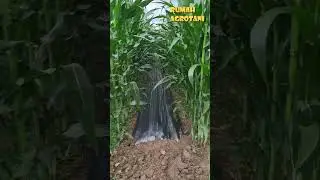 Teknologi Tumpang Sari Pada Jagung