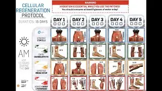 THE IMPORTANCE OF CELLULAR REGENERATION PROTOCOL
