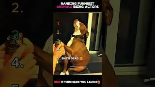 Ranking Funniest Animals Being Actors