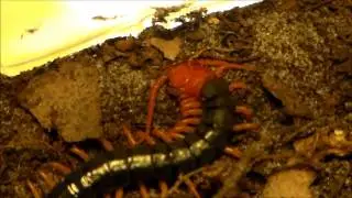 Part 1 - A close view: Scolopendra