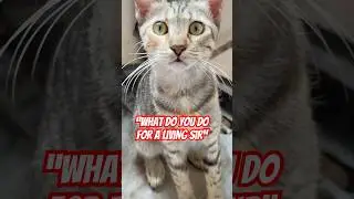 What do you do for a living Sir🤔#cat #shorts #cute #pets #catshorts #catvideos  #animals  #catlover
