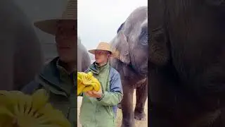 Elephants Munching on Their Favorite Snacks at the Zoo