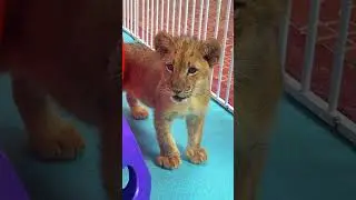 🦁🦁🦁WOW!!! the little lion cub is roaring!😱😱😱 #lioncub #lion #kitten  #cute #kitty #zoo #adorable