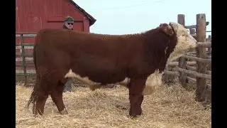 2021 PRIVATE TREATY BULL SALE