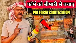 फॉर्म को बीमारी से बचाए । Pig farm sanitization । Sukar form ko bimari se bachayen । Farm Cleaning